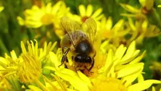 Insects on Senecio flowers -  Tj&aacute;suf&iacute;fill - Brunakambur - Skord&yacute;r