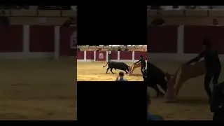 Bull's Thrilling Game A Heart Stopping Challenge | Bull game