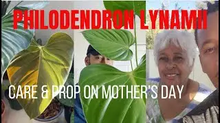 Ecuagenera's Philodendron Lynamii care, propagation, and Mothers Day.