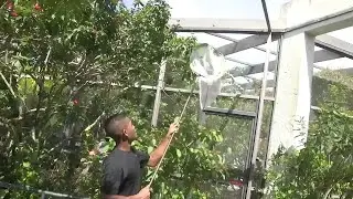 Butterfly World capturing thousands of exotic insects before Hurricane Dorian begins impacting F...