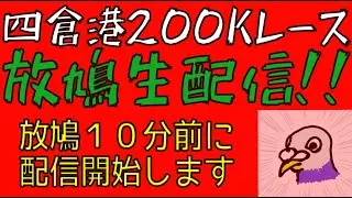 四倉港200Kレース放鳩生配信