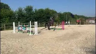 Indigo du Lie*litiere-cheval.com 7 ans Alice Lainé 