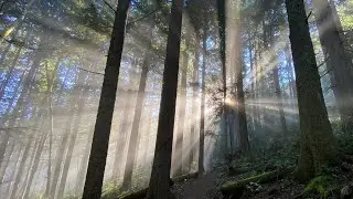 Sunbeams in a Winter Forest