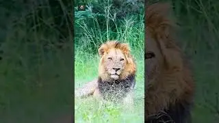 Lion in relax mood