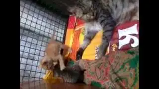 FRISKY CATS
