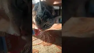Cat feeding #cat #viral #shorts #videos