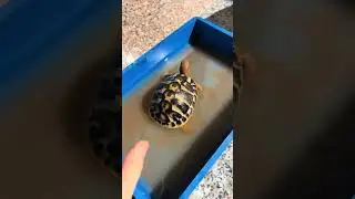 Bath day#turtle #spa #animals #viral