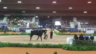 Tryon WEG vaulting Team USA