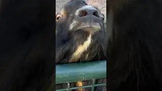 How&rsquo;s our Castrated Buck Doing?  #goats #goatfarming #cuteanimals