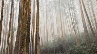 Shaziya Anzil is live/ ooty frozen climate🥶🤍rain 🌧️/botanical garden🌿🍃