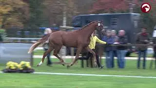 Verden Stallion Licensing and Stallion Sales 2021 - Dressage Stallions