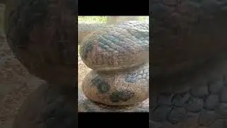 super big snake