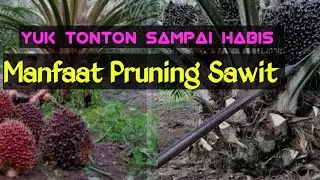 Manfaat Pruning Pada Tanaman Sawit #sawit #lebat #petani #pruning