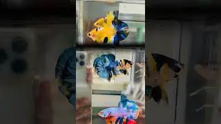 For Sale #cupangkuning #bettaindonesia #fishcupang #ikancupang #bettaindonesia #bettamalaysia