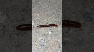 amazing millipede drawing. #millipede #millipedevideo #millipede drawing
