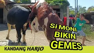 PENGGEMUKAN PEDET SUPER HASILCROSING METAL FH