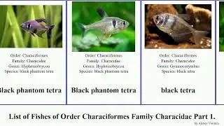 List of Fishes of Order Characiformes Family Characidae Part 1. astyanax brycon tetra chalceus awa
