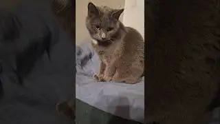#kitten #шамзин #cat #love #cats #funny #pets #furry #catvideos #fun #catshorts #толстаяcat #котики