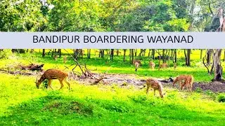 Deers at Bandipur Tiger Reserve And National Park, Wanderlust HD
