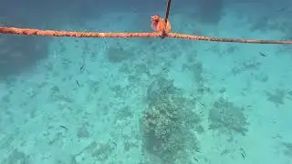 Napoleon fish 6