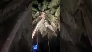 Bappiriyan theyyam climbing coconut tree muchiriyan kaavu kaanur azheekode