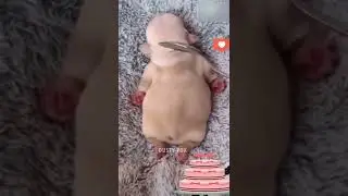 FUNNY CUTE ANIMAL 🤣❤️FUNNY🔥❌️ ANIMALS MALAYALAM DUB  | DUSTY FOX | #SHORTS