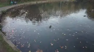Part 16 - Walking Under Tree Branches in Tooting Bec Common 26 Nov 2020