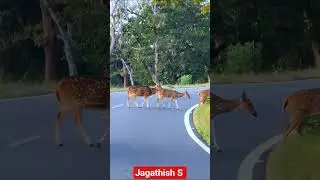 #munnar #idukki #kerala #india #wildlife #wildanimals #deer #song #tamilnadu #tour #night #bike