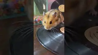 #music #song new reel