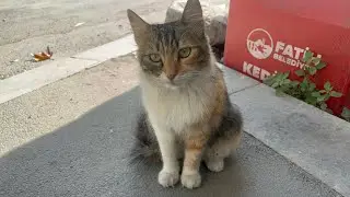 Winning the Trust of a Street Cat Step by Step#maocat