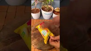 Mango Delight😍😍#shorts #shortvideo #youtubeshorts #easyrecipe #shortaday