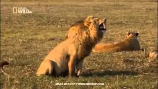Заразись смехом