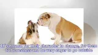Dog heat cycle stages and symptoms