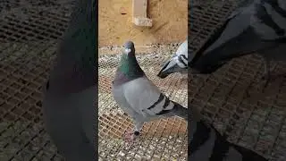Happy pigeons | Racing Pigeon | Homer | Kabutar