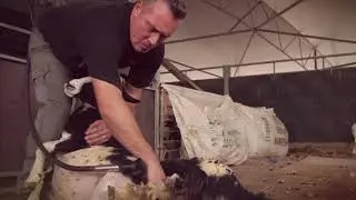 Sheep Shearing Festival 2019 - Cannon Hall Farm