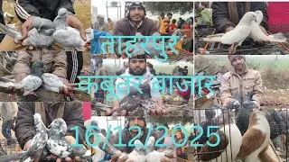 #sambhal#👌👌🕊️#tharpur kabutar bajar Moradabad road 🛣️ o top quality ke tarpur ki bajar mein Mora