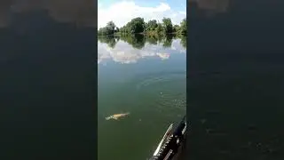 Walleye on the French Broad river #walleyefishing #riverfishing #kayakfishing