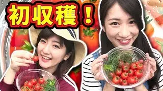 【秘密基地】自家製野菜を食べてみた！ いちなる畑で大収穫！