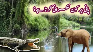 Elephant vs Crocodile | Who Rules Water? 😱 | Info Animal world