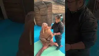 Rue is happy similar as child, #Animals&rsquo;ConfusingBehavior #PeopleAndAnimalCloseInteraction #Walrus