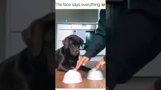 Dog Regrets His Decision #shorts