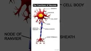 The Functions of Neurons| fact about Neurons#neet#humanphysiology#shorts