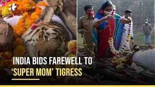 Collarwali - Final Moments Of India&rsquo;s Legendary Tigress Go Viral