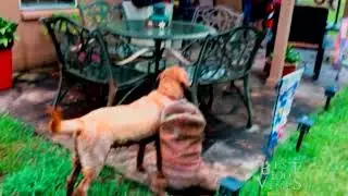 Classic ULTIMATE FUNNY ANIMALS IN MUD - Best Animal Videos | Best100Vines