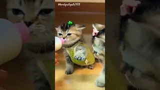 cute hungry baby kittens#cute#bavy#kittens#viral#song#kucing#cat#pets