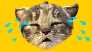 Cutr little kitten Adventure - cartoon for little kids boys and girls Little Cat@littlekittenfriends