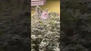 Oreoz strain Week 5