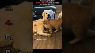 Ranking Cutest Cat And Dog Moments 🐈🐕 (You Won't Believe No.1) #shorts