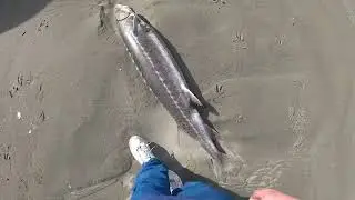 Sturgeon Found Dead Washed Up On The Pacific Ocean Beach