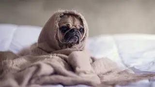 My cute puppy sleeping on sofa, Dog sleeping on bed 02| #Cutepet